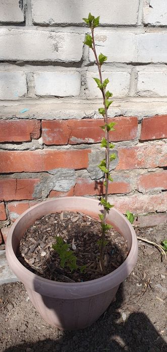 Продам саженцы березы, дуба