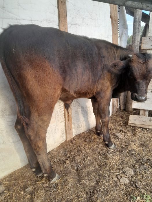 Vând 2 tăurași de rasă