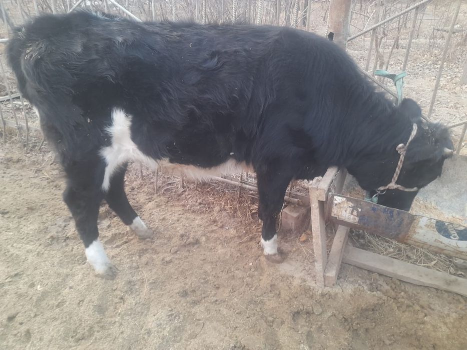 Семіз бағулы тұрған баспақ