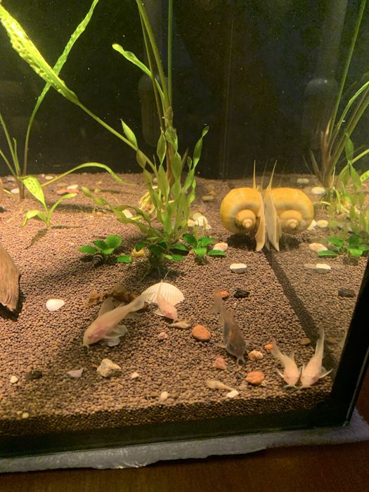 Велефера платина «синий глаз