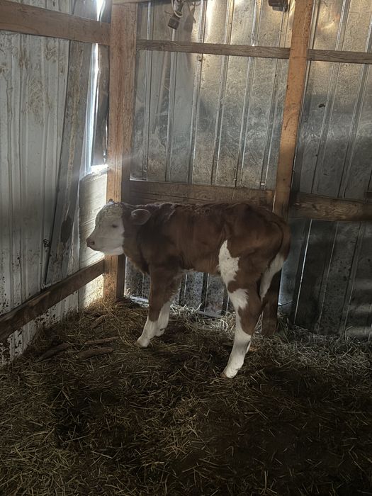 Vitelusa baltata romaneasca