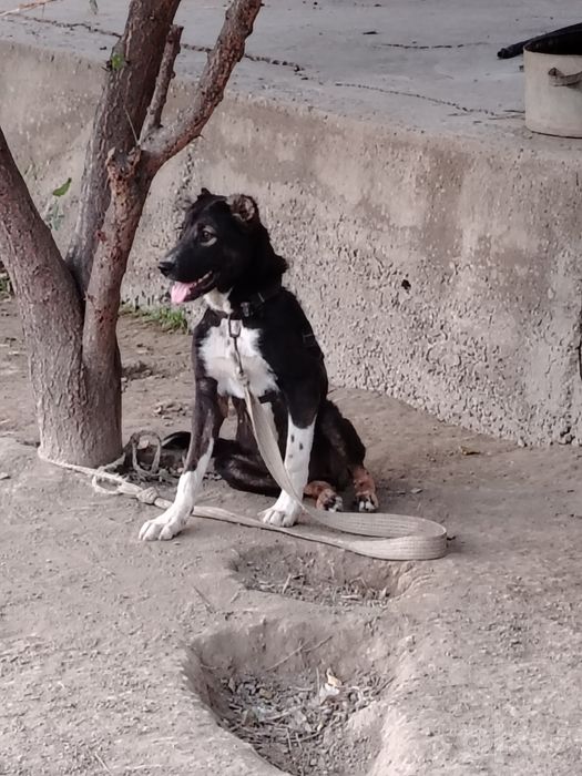 Bo'ri bosar sotiladi