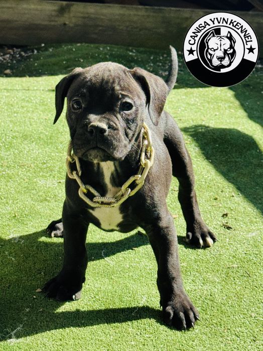 Mascul amstaff negru