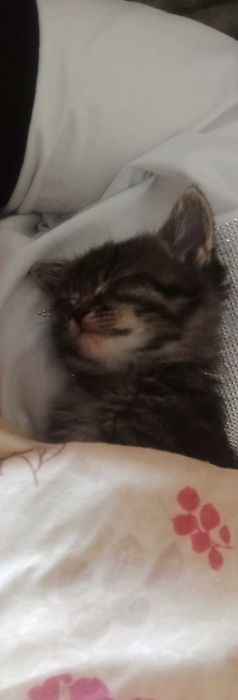 Котёнок  Бесплатно
