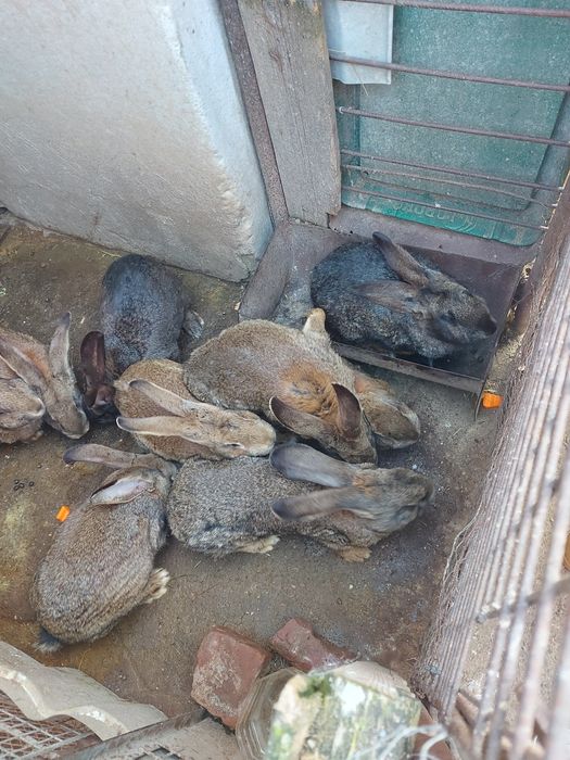 Iepuri rasa grea, femele mature