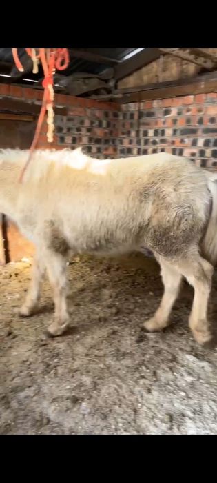 Продам кобылку..