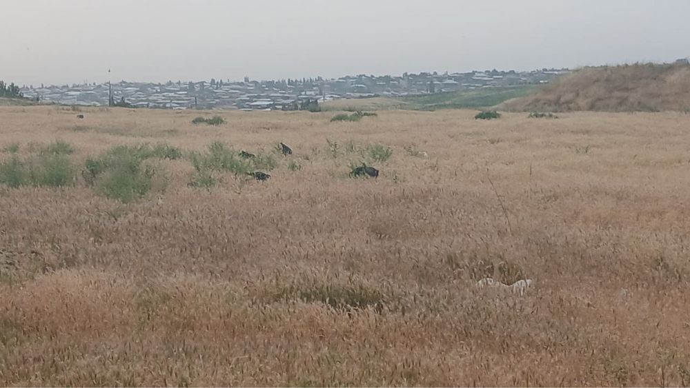 Yer sotiladi Parkent Tumanida 500 sotix