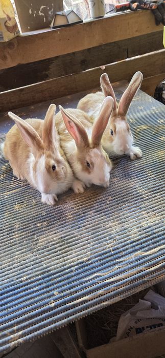 Hycole francez tineret