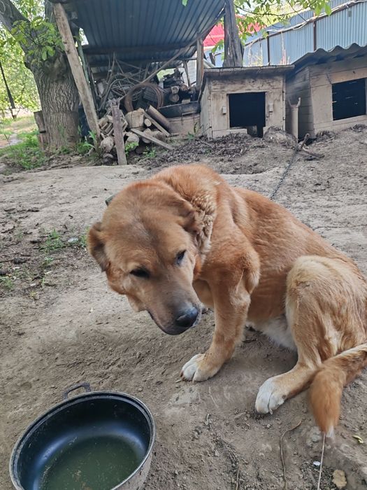 Отдам в добрые руки