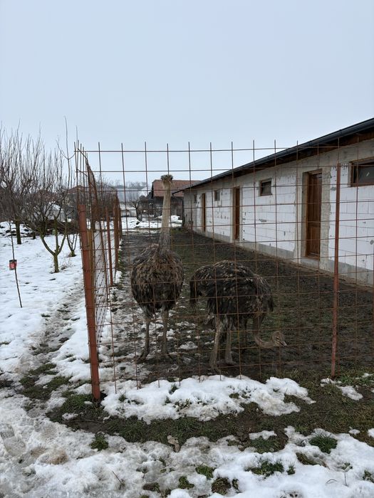 Schimb struți africani