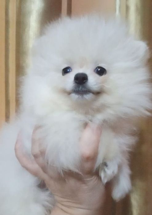 Щенки есть пицца мини