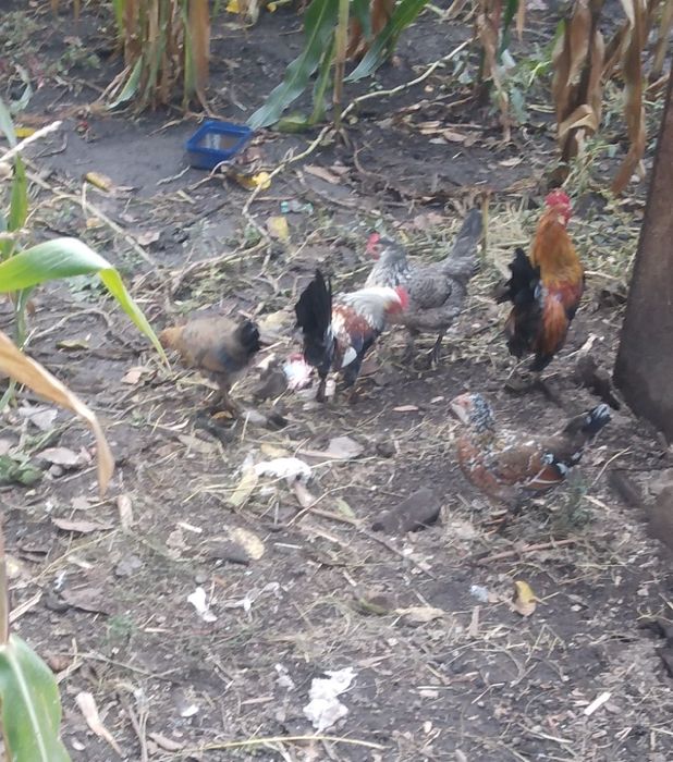 Găini pitici de vanzare