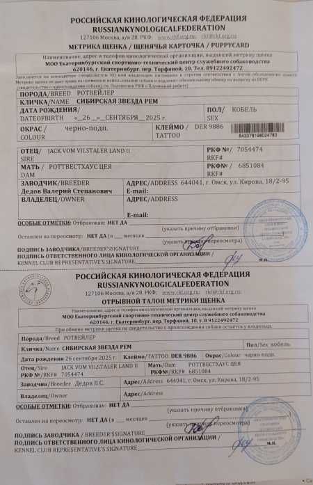 Ротвейлер подрощенный щенок