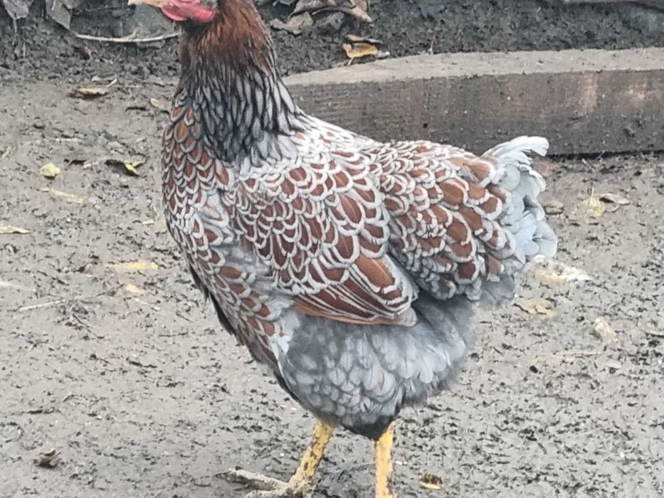 Gaina Wiandotte rosu albastru (auriu albastru)
