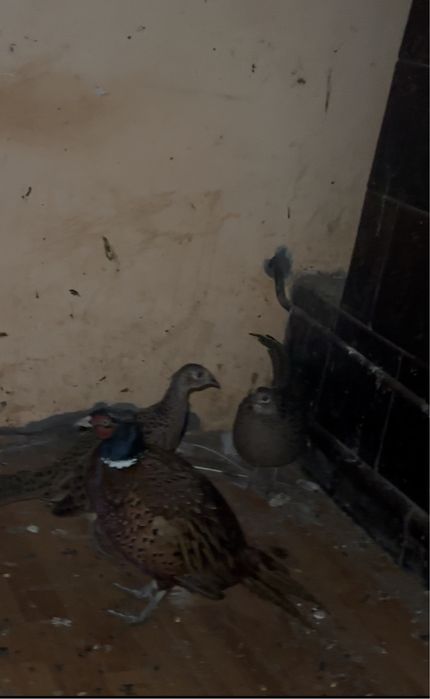 Pauni, bibilici , fazani