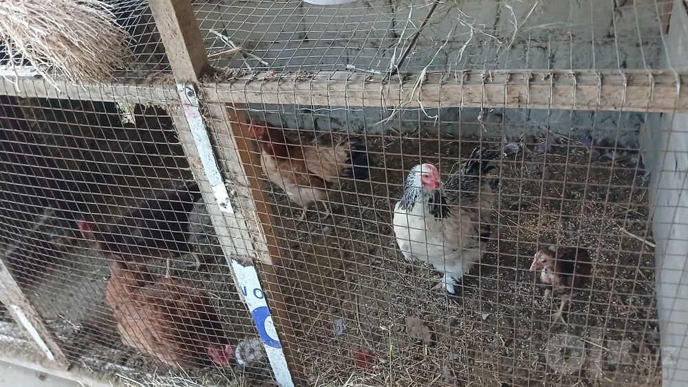 Tovuq lar jo‘jalari bilan sotiladi hozir katta katta jo‘jalari ham 6ta
