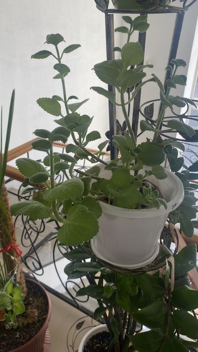 Продам Мяту