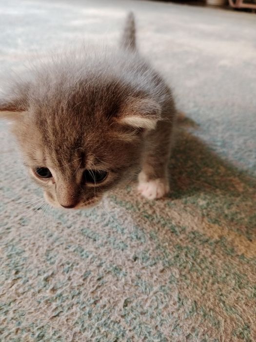 Котята в хорошие руки