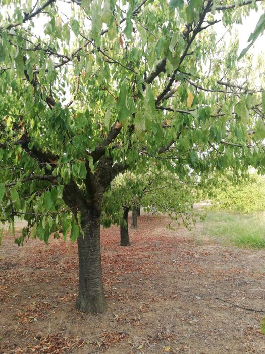 Продава се Земеделски имот в с. Калипетрово, Област Силистра -  кв.м за 5100 €/дка - Снимка #12