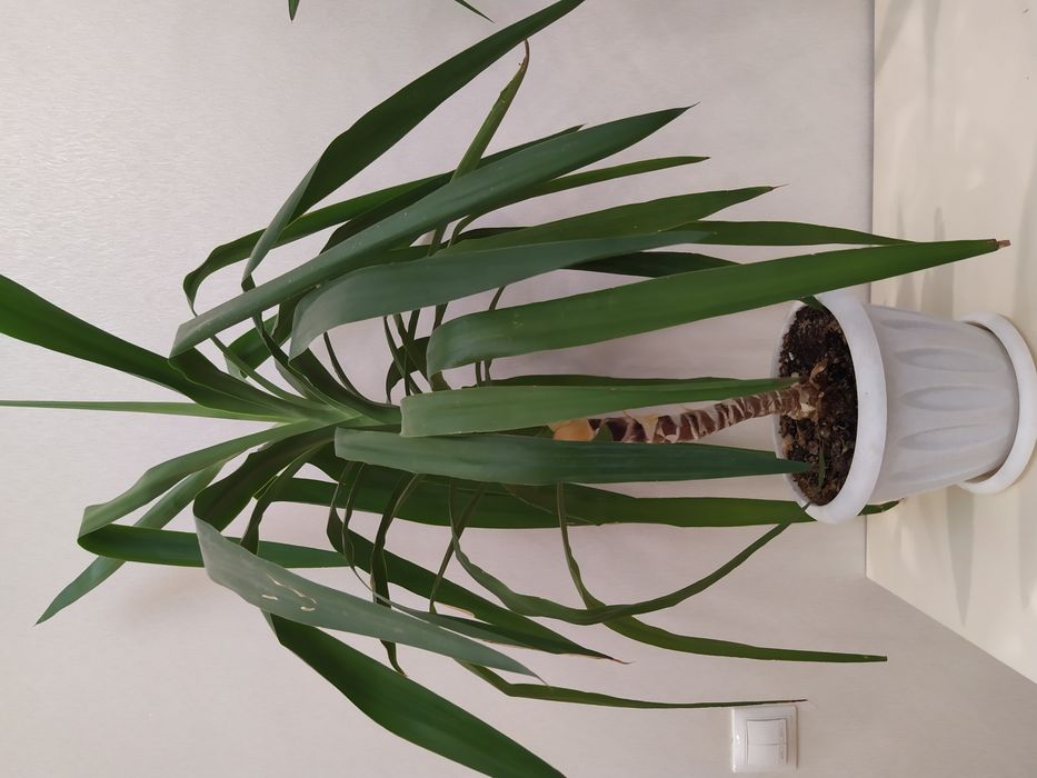 Продам комнатные большие цветы