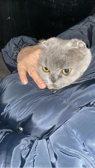 Кошка британская