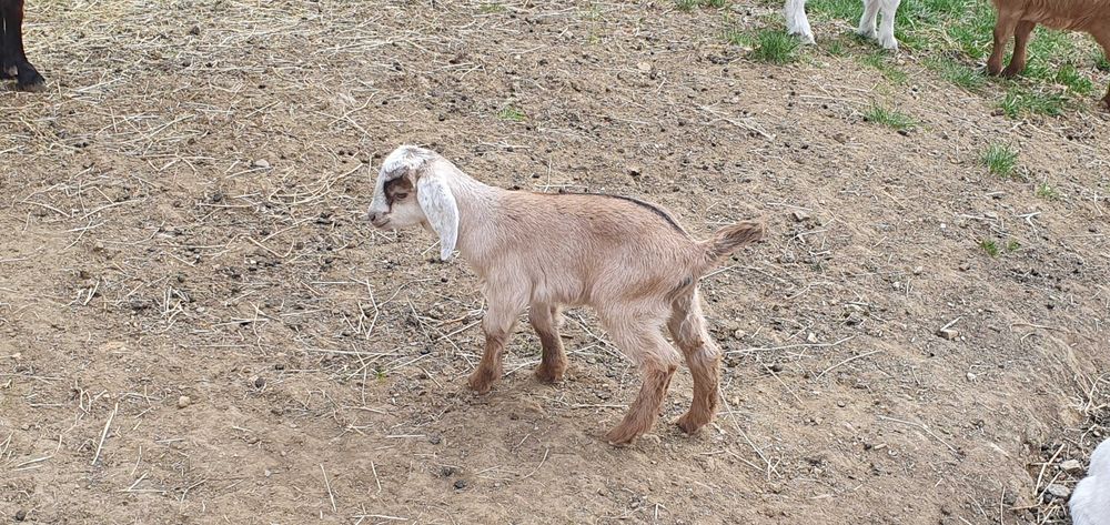 Vand capra anglo nubian cu doi iezi  si metis alpina franceza cu doi iezi