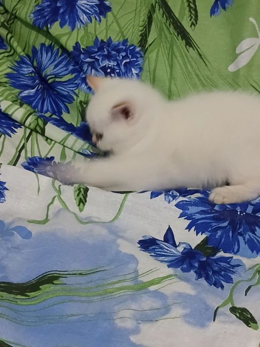 Продаються котята