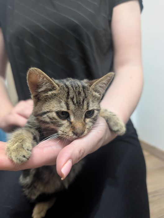 Adopție pisicuță superbă