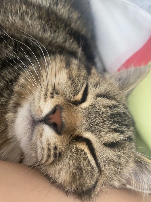 Отдам в добрые руки