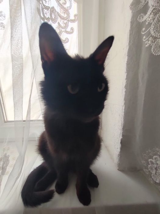 Бала мысык домашний