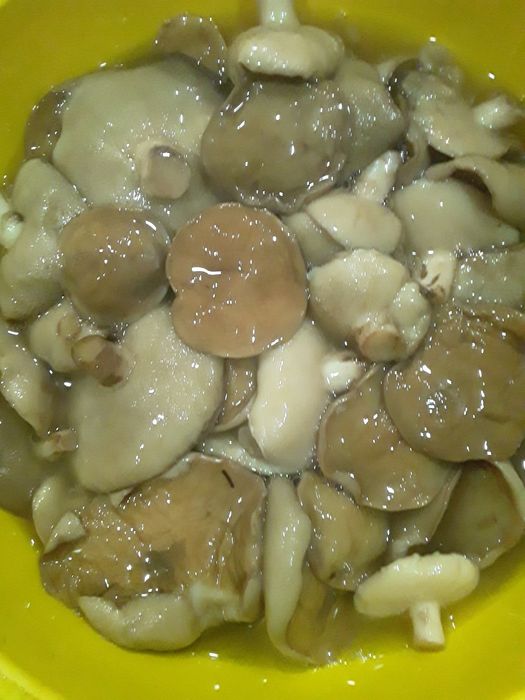 продам грибы  маслята