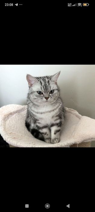 Пропал кот 1 год 8 месяцев барсик найденому есть вознаграждение