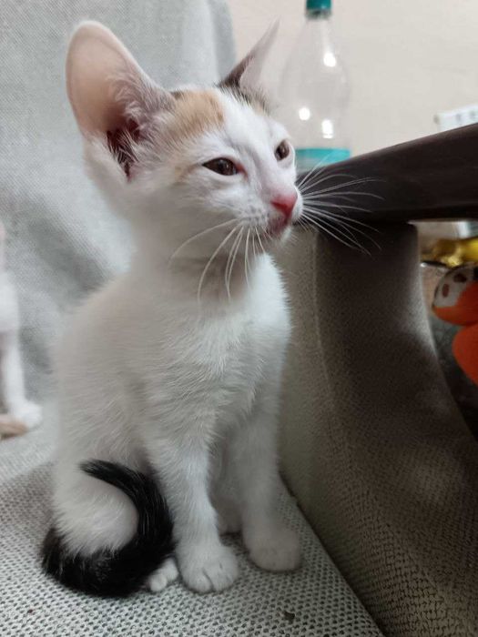 котенок (девочка)