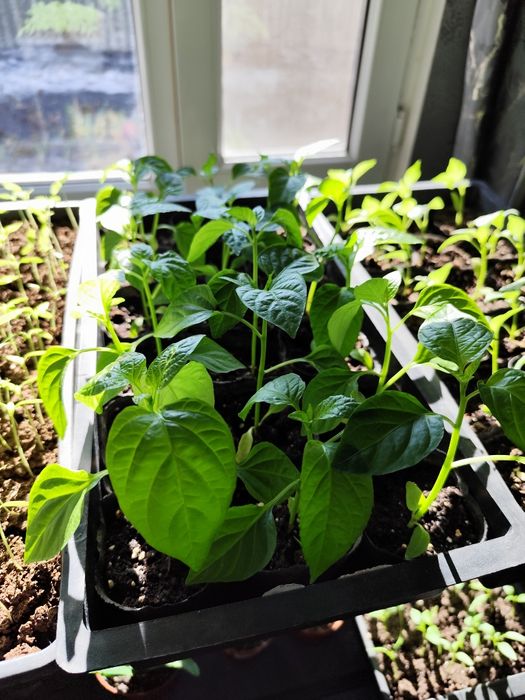 Продаю рассаду помидор, перец.