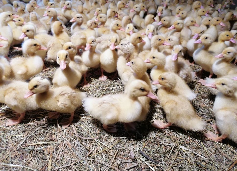 Junior Farm S.R.L ofera spre vanzare Pui rasa mixta Pui albi de carne  si Boboci de rata