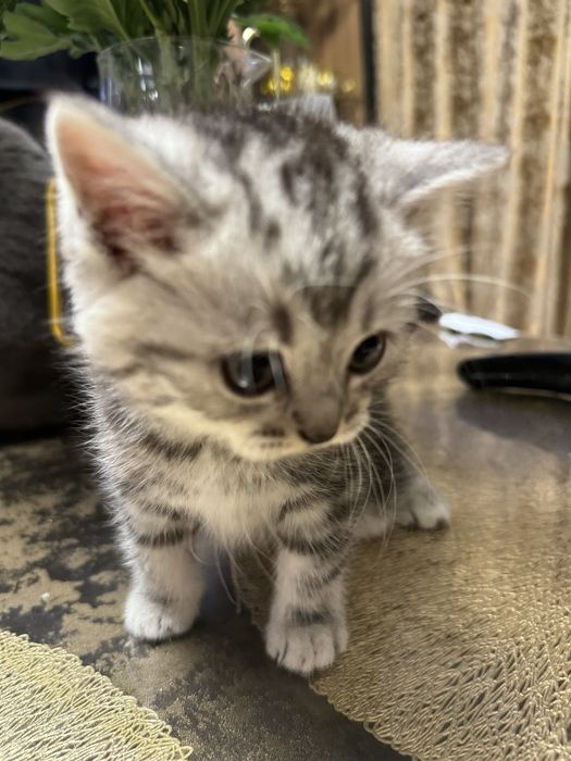 Кошка с катенком
