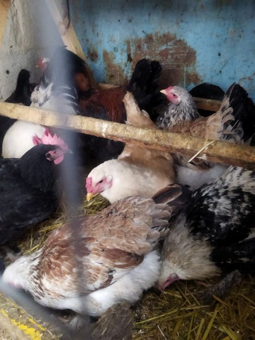 Продам куры домашние