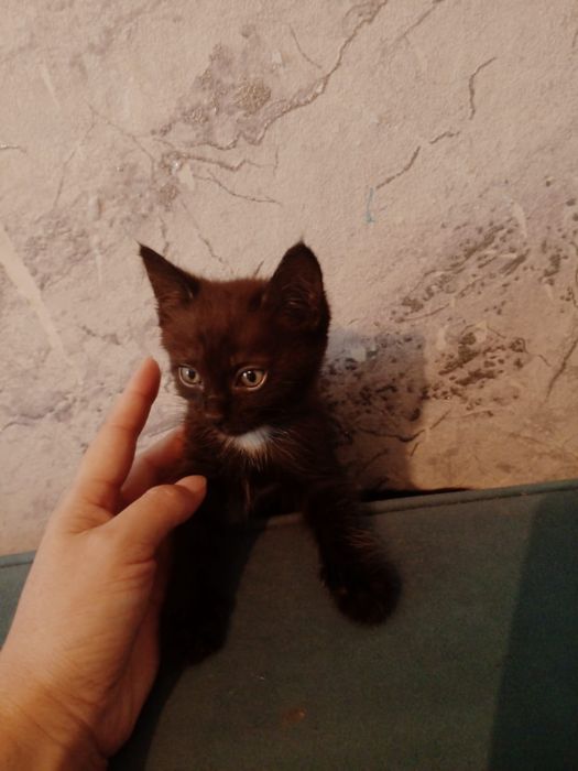 Отдам котят в хорошие руки