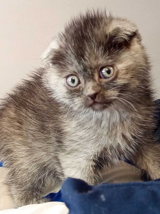 Шотландски клепоухи котенца