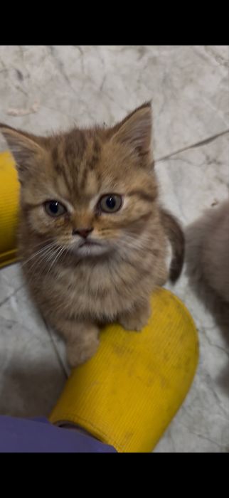 Продается котёнок