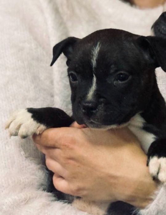 Femela Staffordshire Bull Terrier