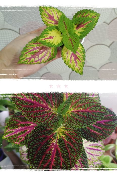 Комнатные растения