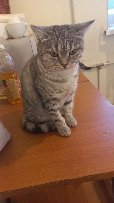 Британская кошечка год
