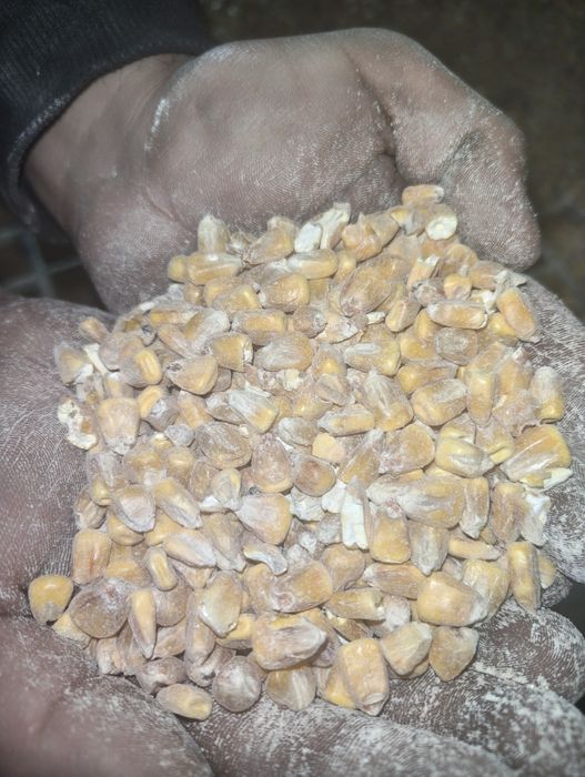 Кукуруза жүгері расыпной