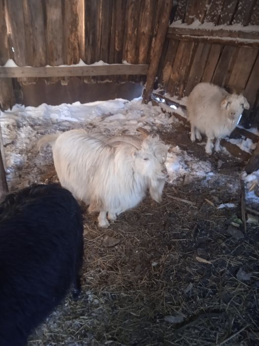 Продам 2 молодых козлика