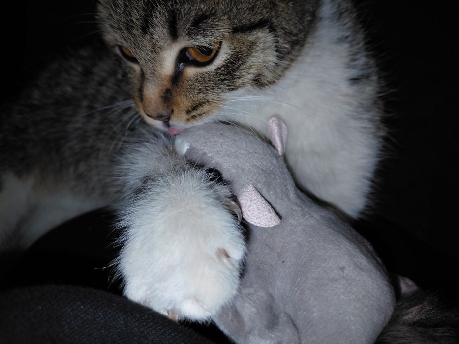 Mushuk bolasi 2 oylik