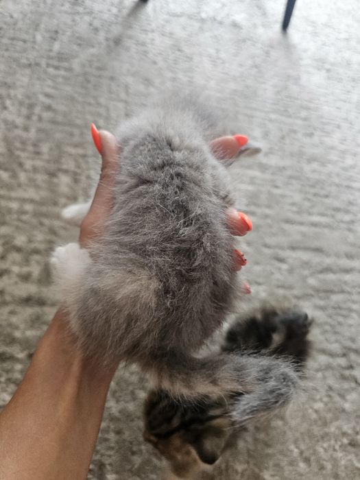 Шотландцы прямоушки.