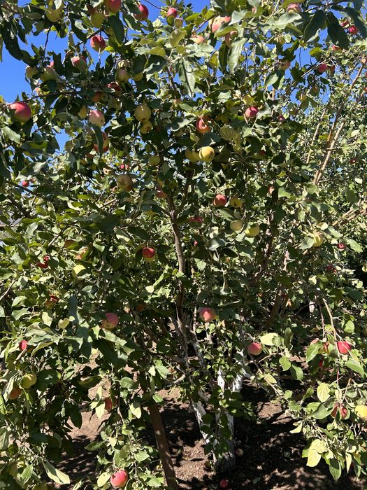 ОГУРЦЫ НА ЗАСОЛКУ, домашние с грядки, яблоки