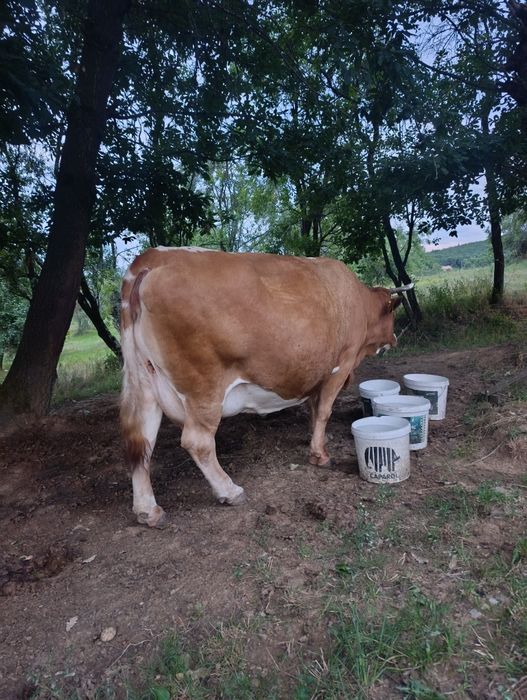 Vaca de vânzare.