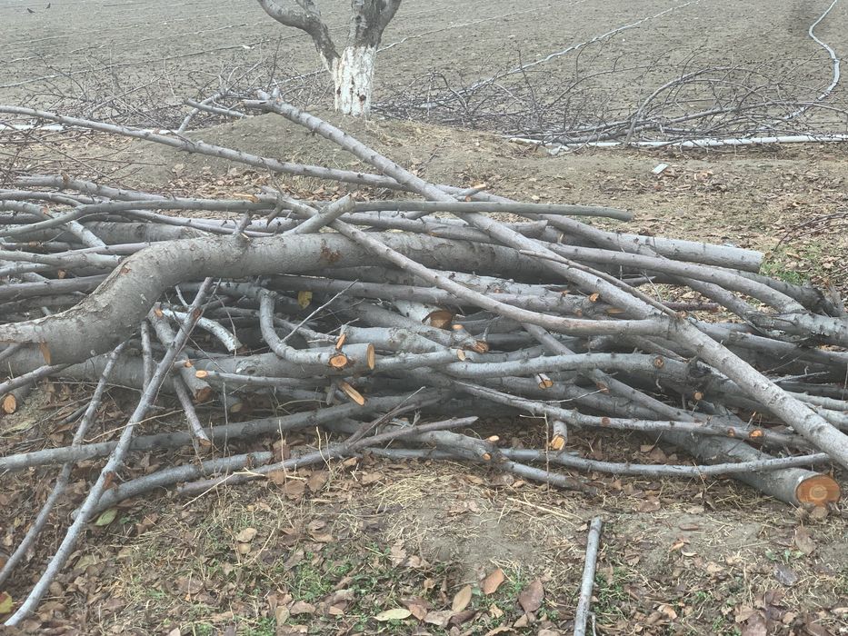 O’tin sotiladi narxini kelishamiz